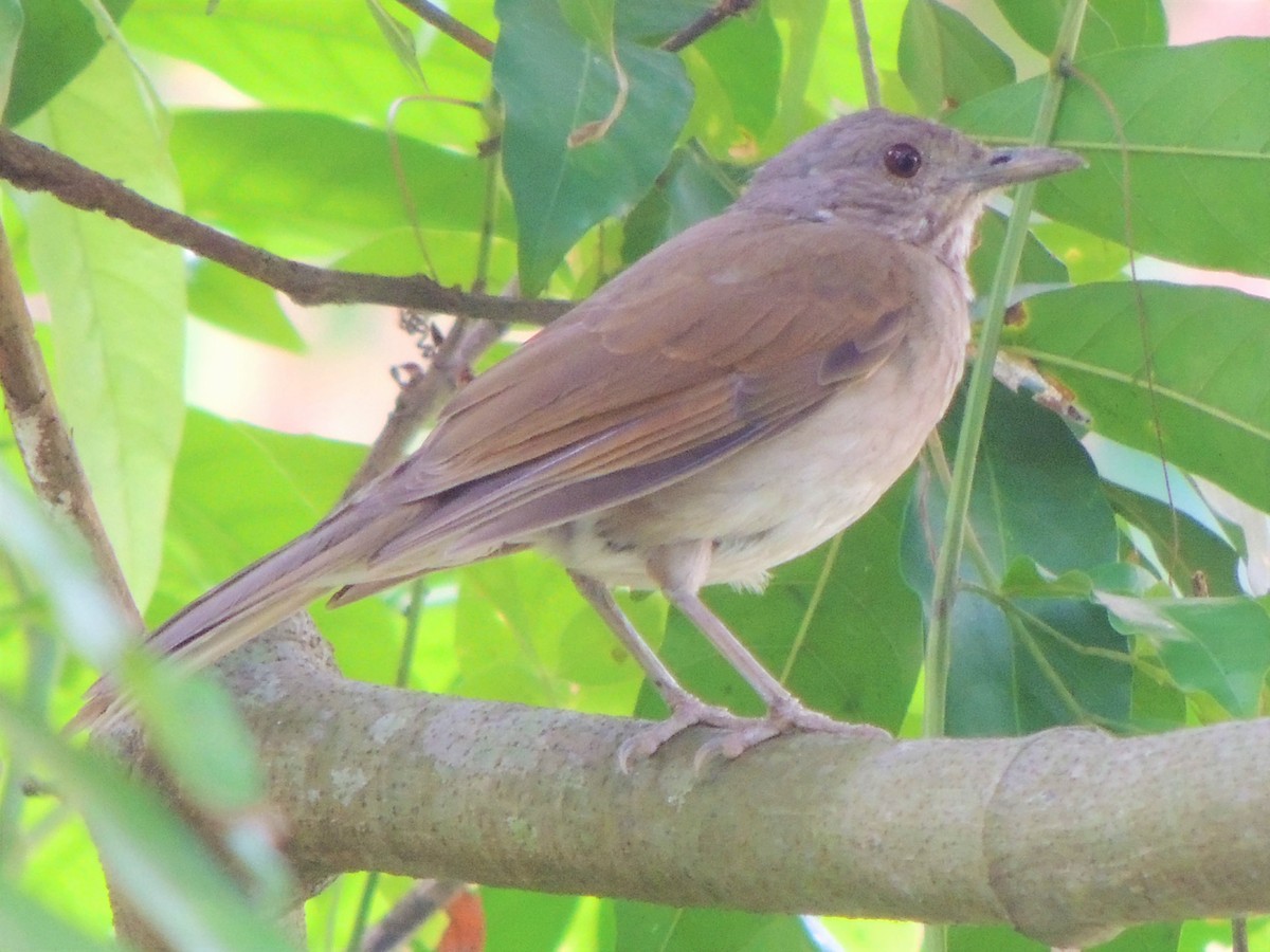Pale-breasted Thrush - ML604357401