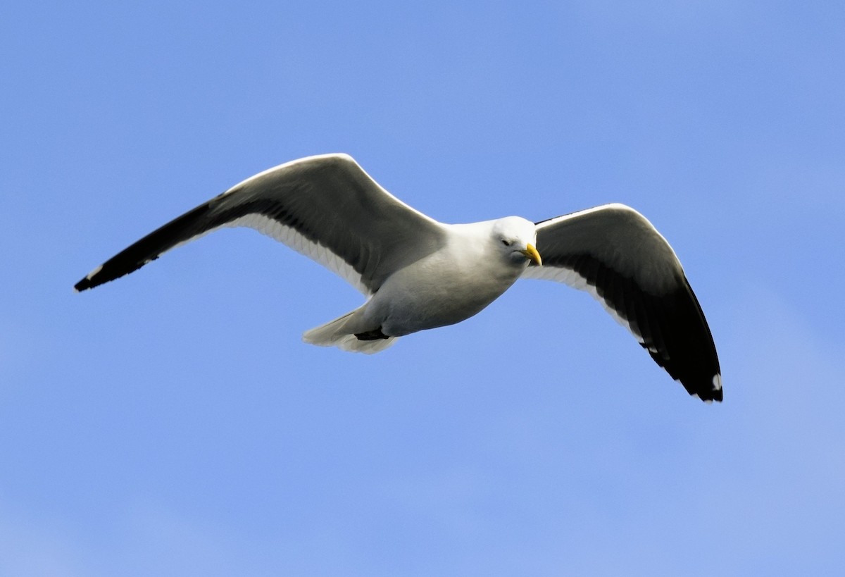 Kelp Gull - sergio bruno