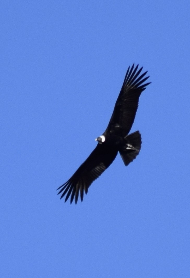 Andean Condor - ML604357951