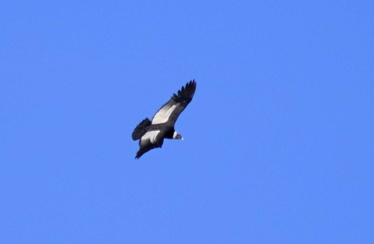 Andean Condor - ML604357961