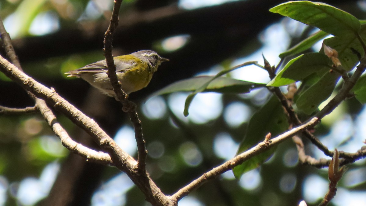 Crescent-chested Warbler - ML604359541