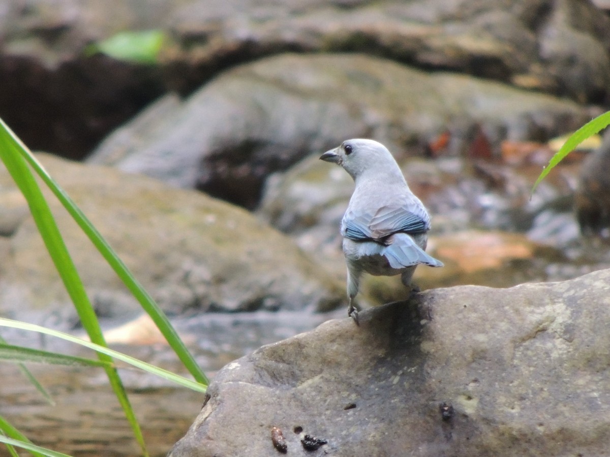Blue-gray Tanager - ML604360941