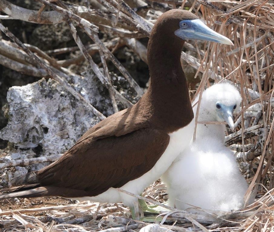 Brown Booby - ML604364911