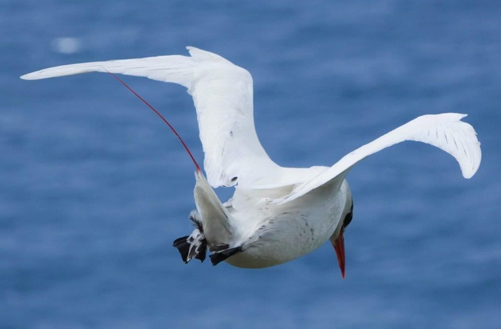 Red-tailed Tropicbird - ML604365081