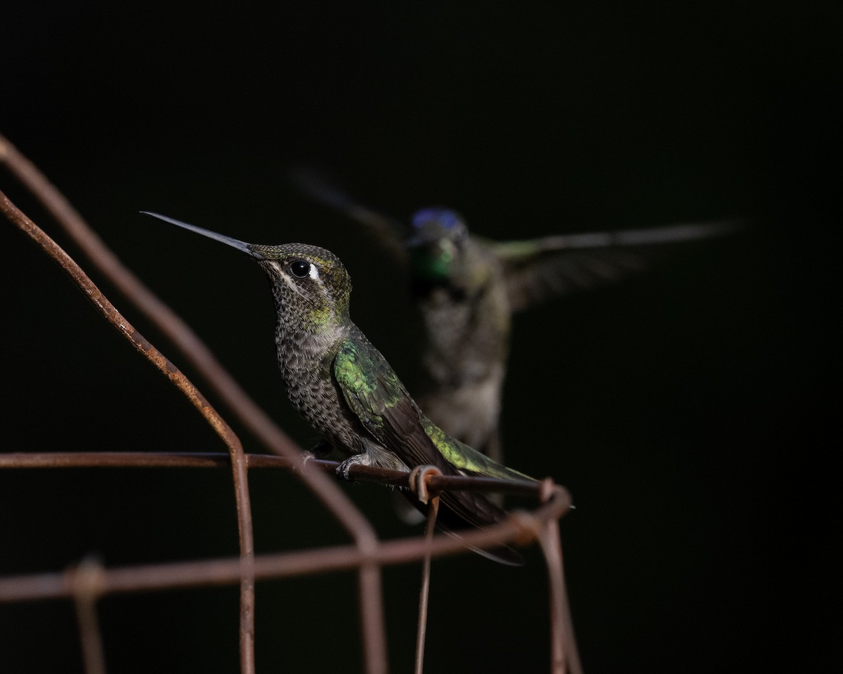 Rivoli's Hummingbird - Graham Deese