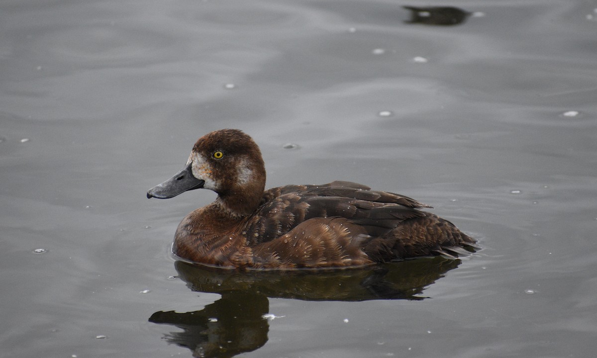 Greater Scaup - ML604368101