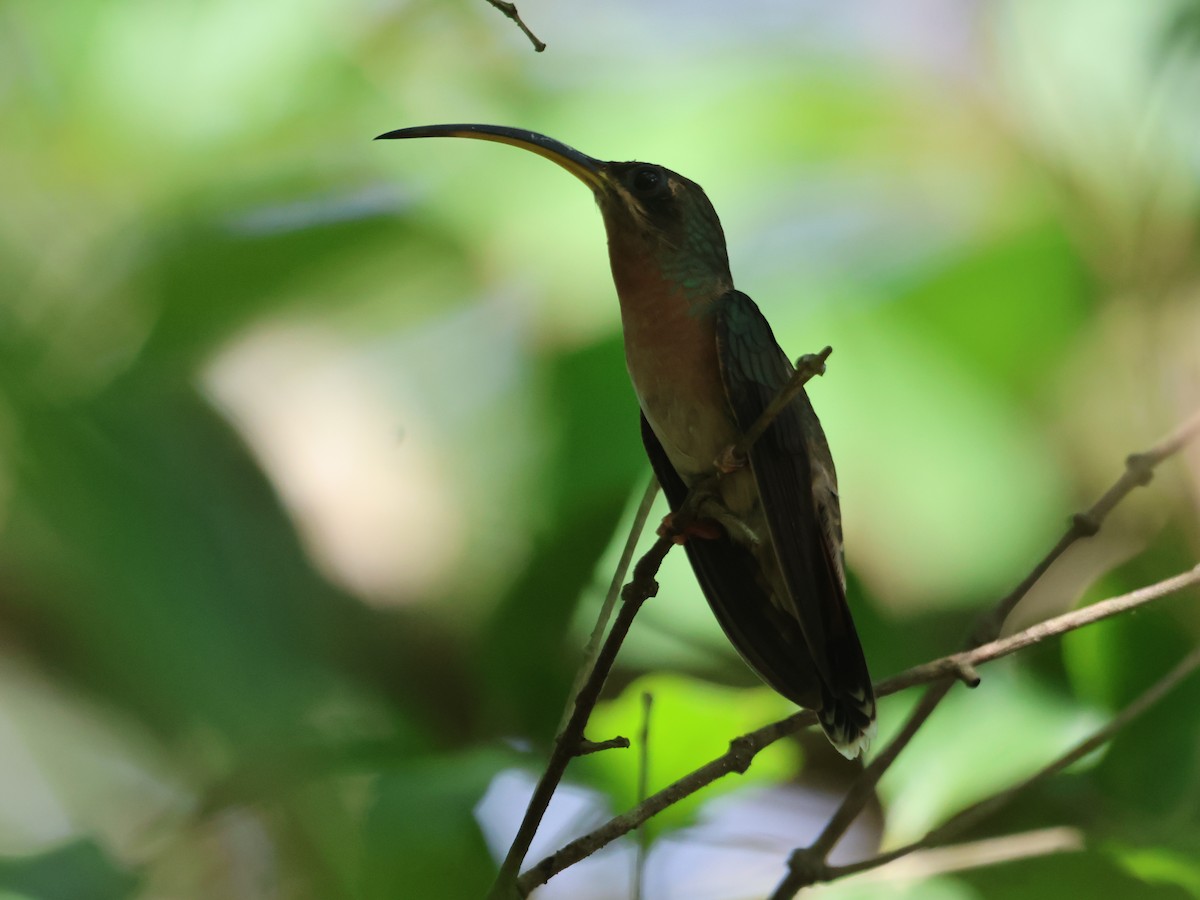 Rufous-breasted Hermit - Jorge Alcalá