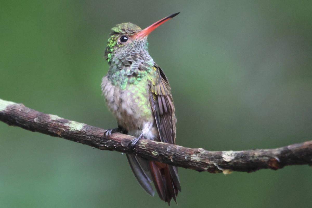 Rufous-tailed Hummingbird - ML604373191