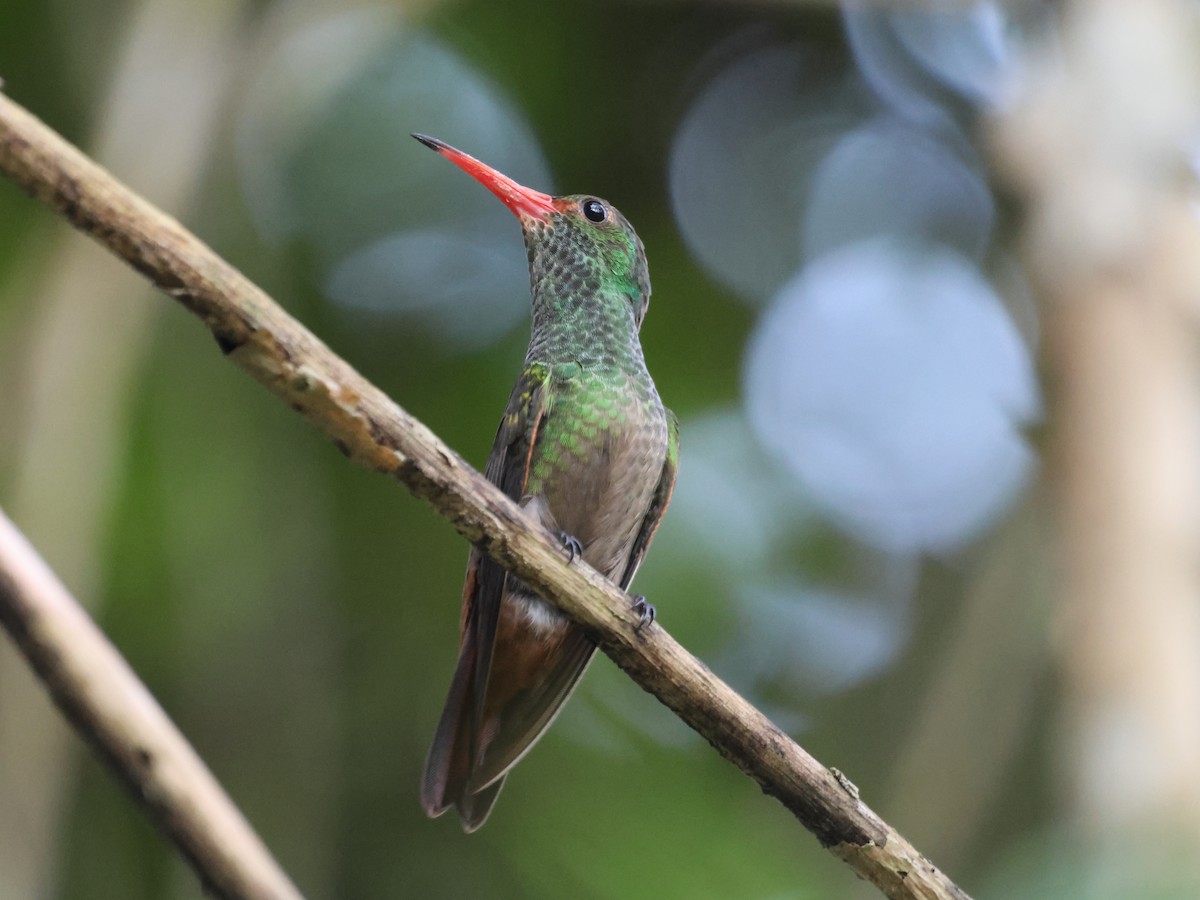 Rufous-tailed Hummingbird - ML604373201