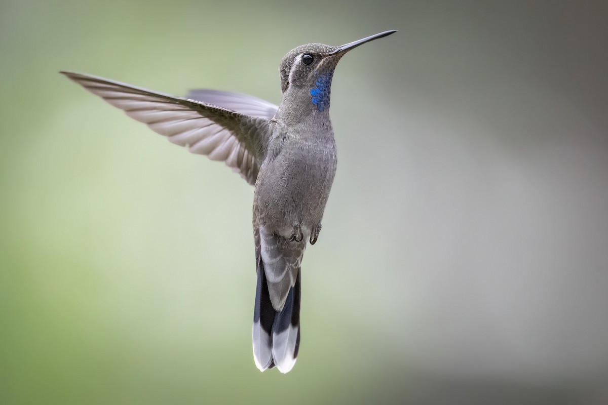 kolibřík blankytohrdlý - ML604375241