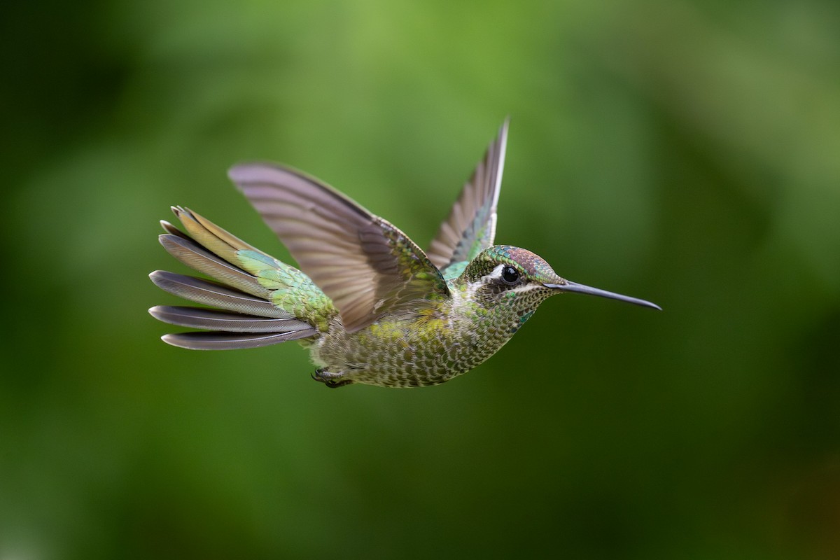 kolibřík skvostný - ML604375611
