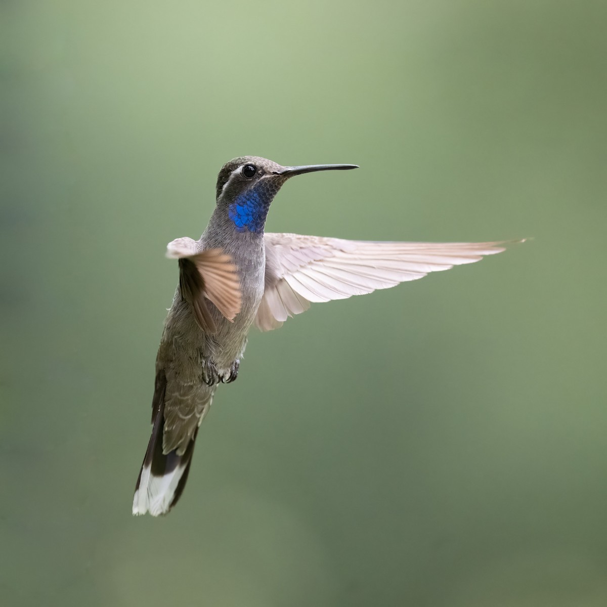 kolibřík blankytohrdlý - ML604376361