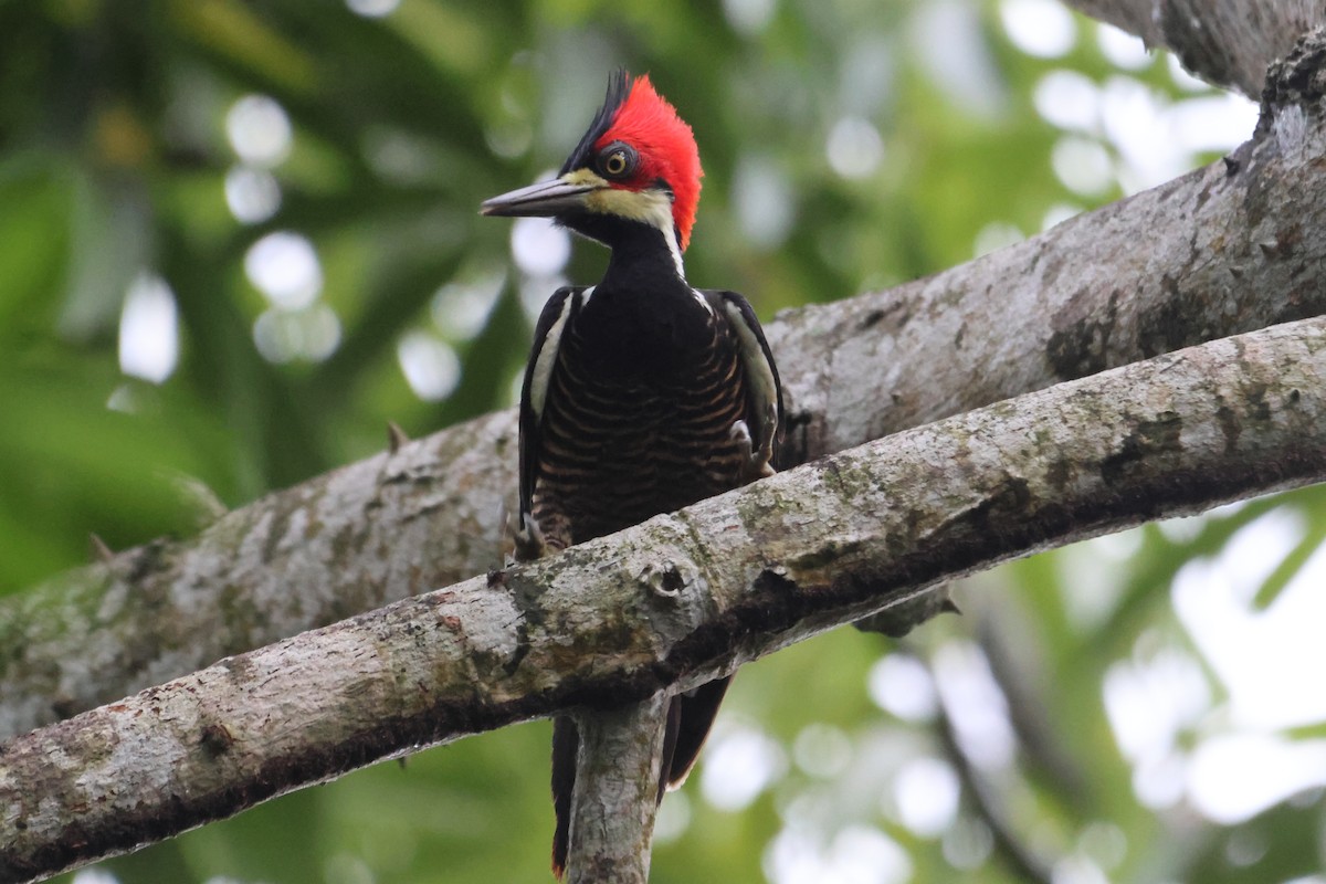 Crimson-crested Woodpecker - ML604377911