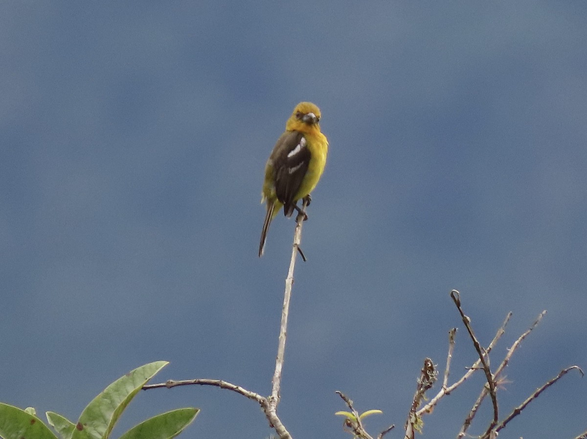 White-winged Tanager - ML604379741