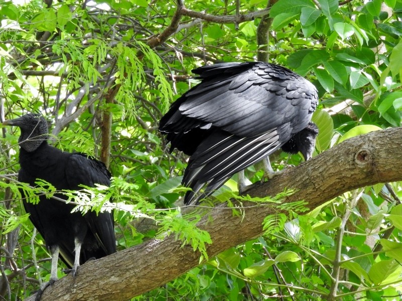 Black Vulture - ML60438361