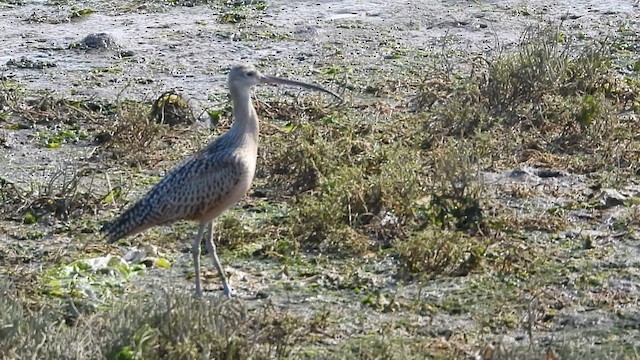 Long-billed Curlew - ML604386441
