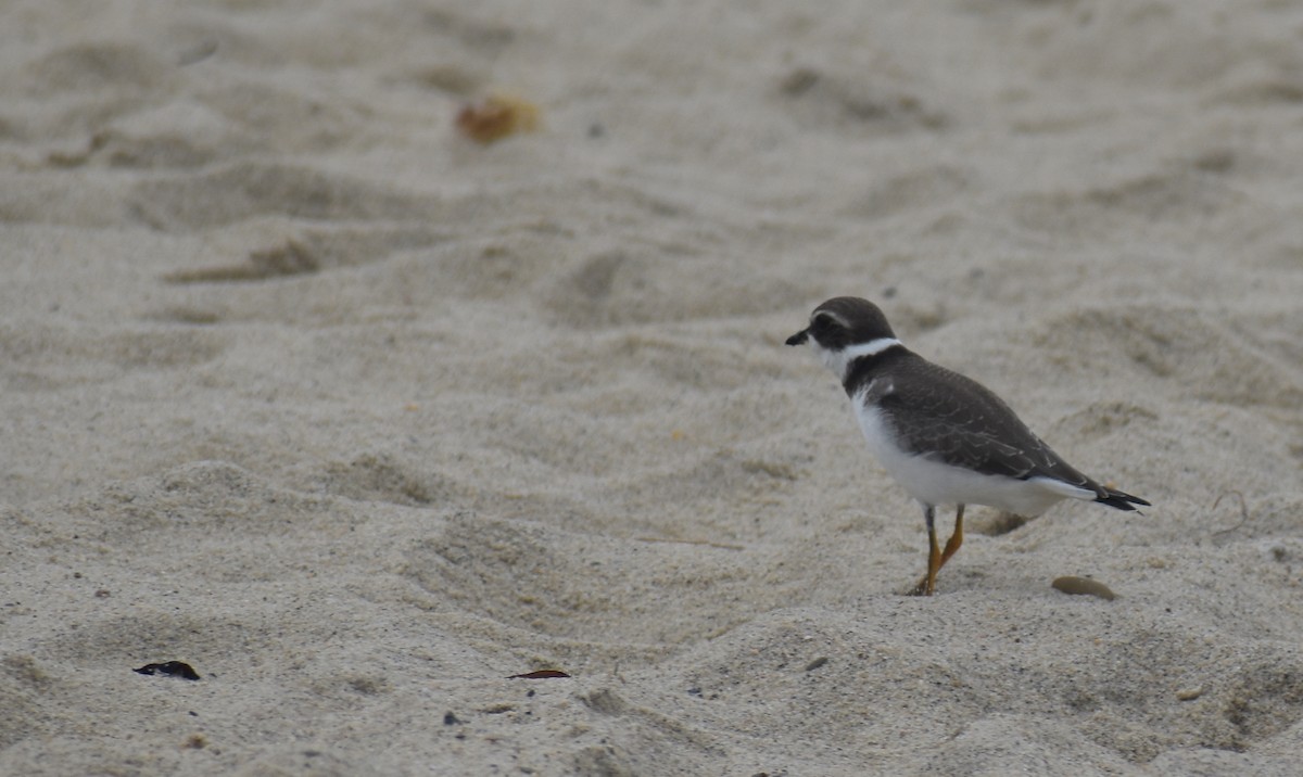 Semipalmated Plover - ML604388241