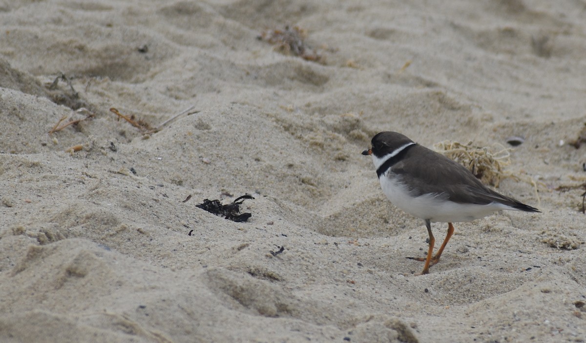 Semipalmated Plover - ML604388271