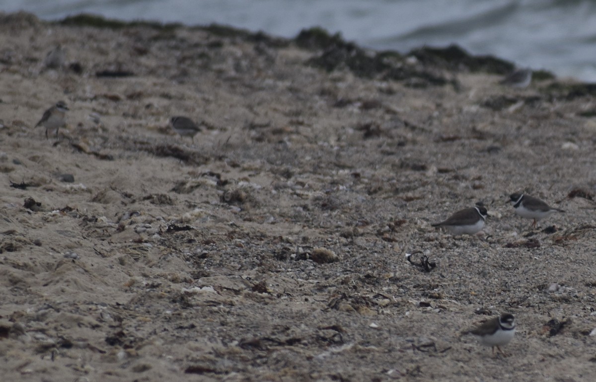 Semipalmated Plover - ML604388291