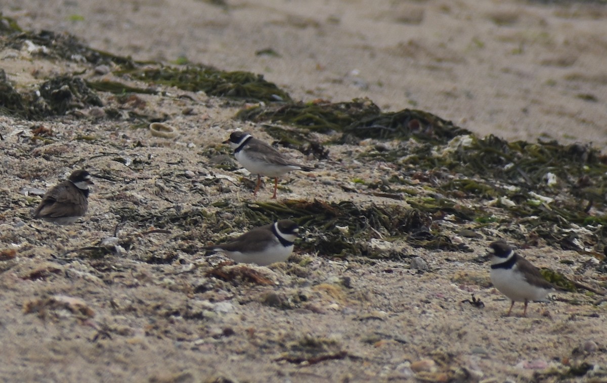 Semipalmated Plover - ML604388351