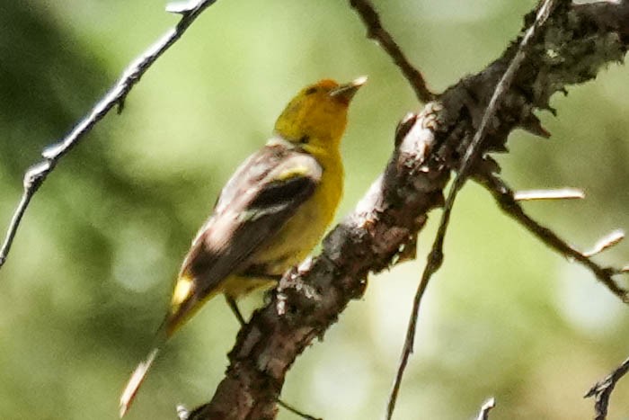 Western Tanager - ML604393621