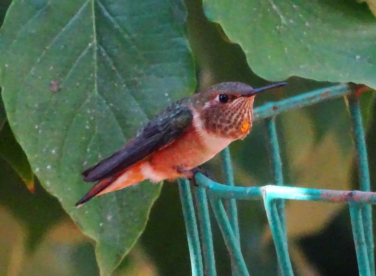 Rufous Hummingbird - ML604393781