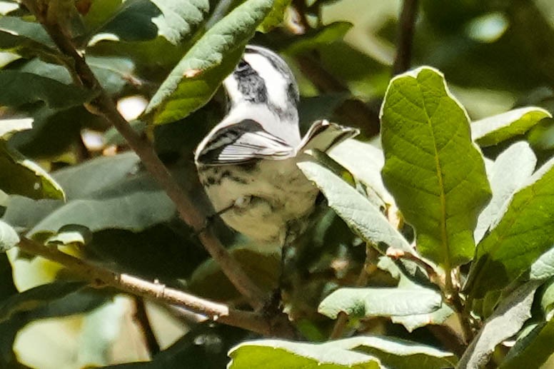 Black-throated Gray Warbler - ML604394221