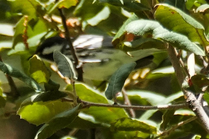 Black-throated Gray Warbler - ML604394231