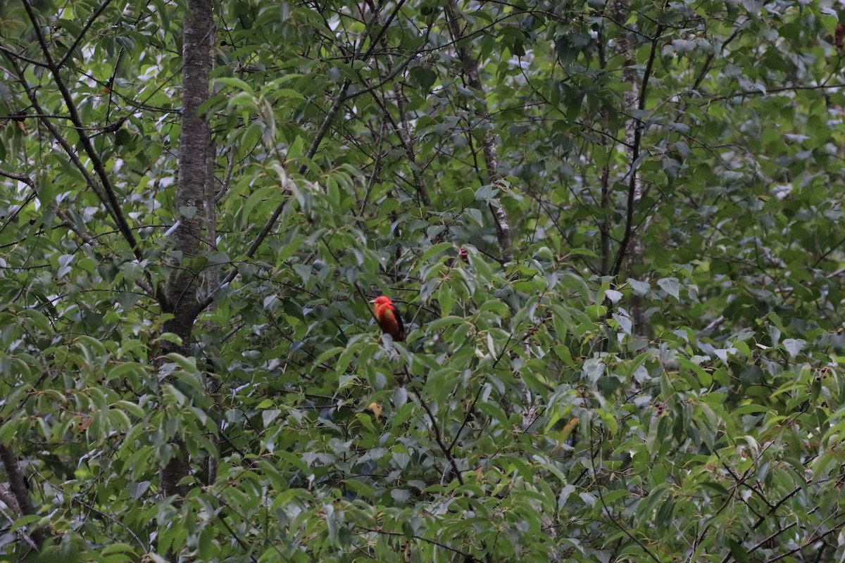Scarlet Tanager - ML604394381