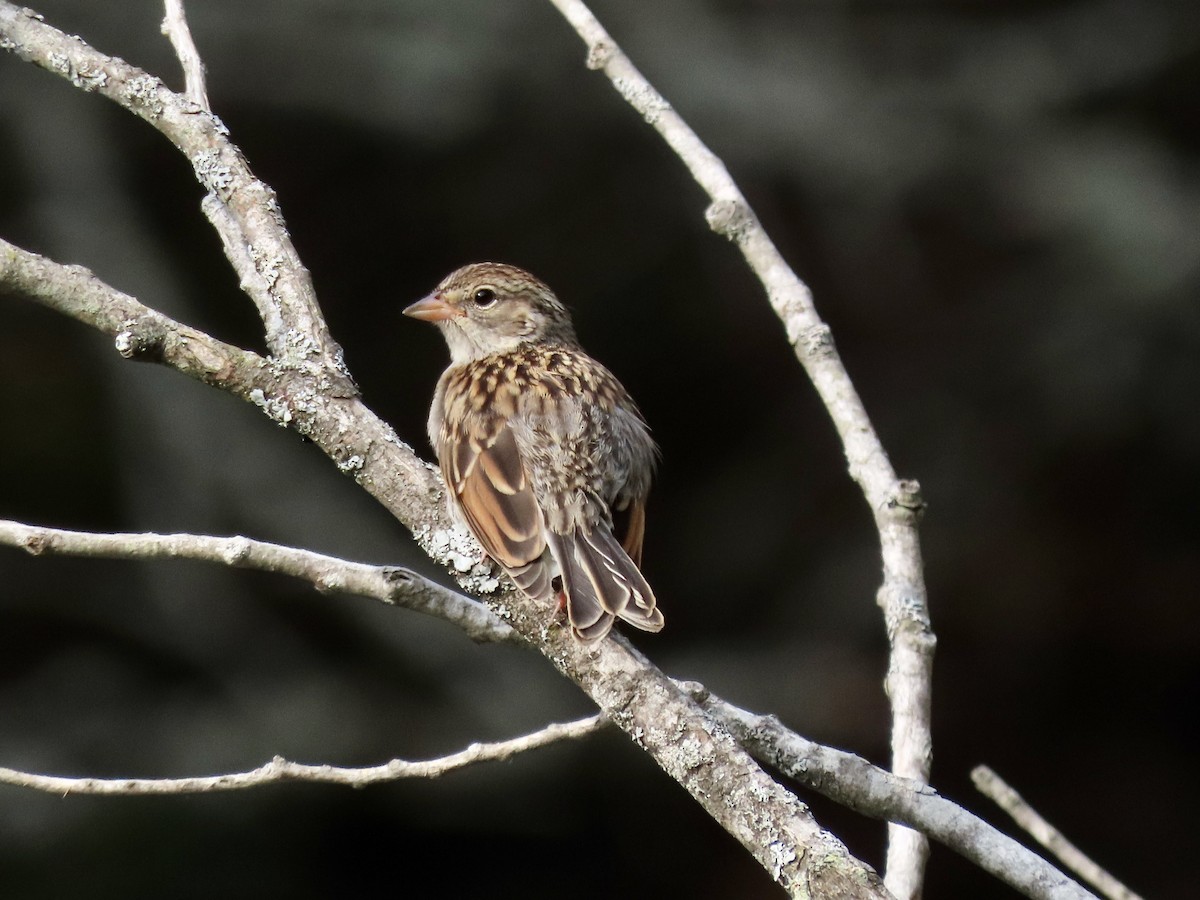 Chipping Sparrow - ML604395951