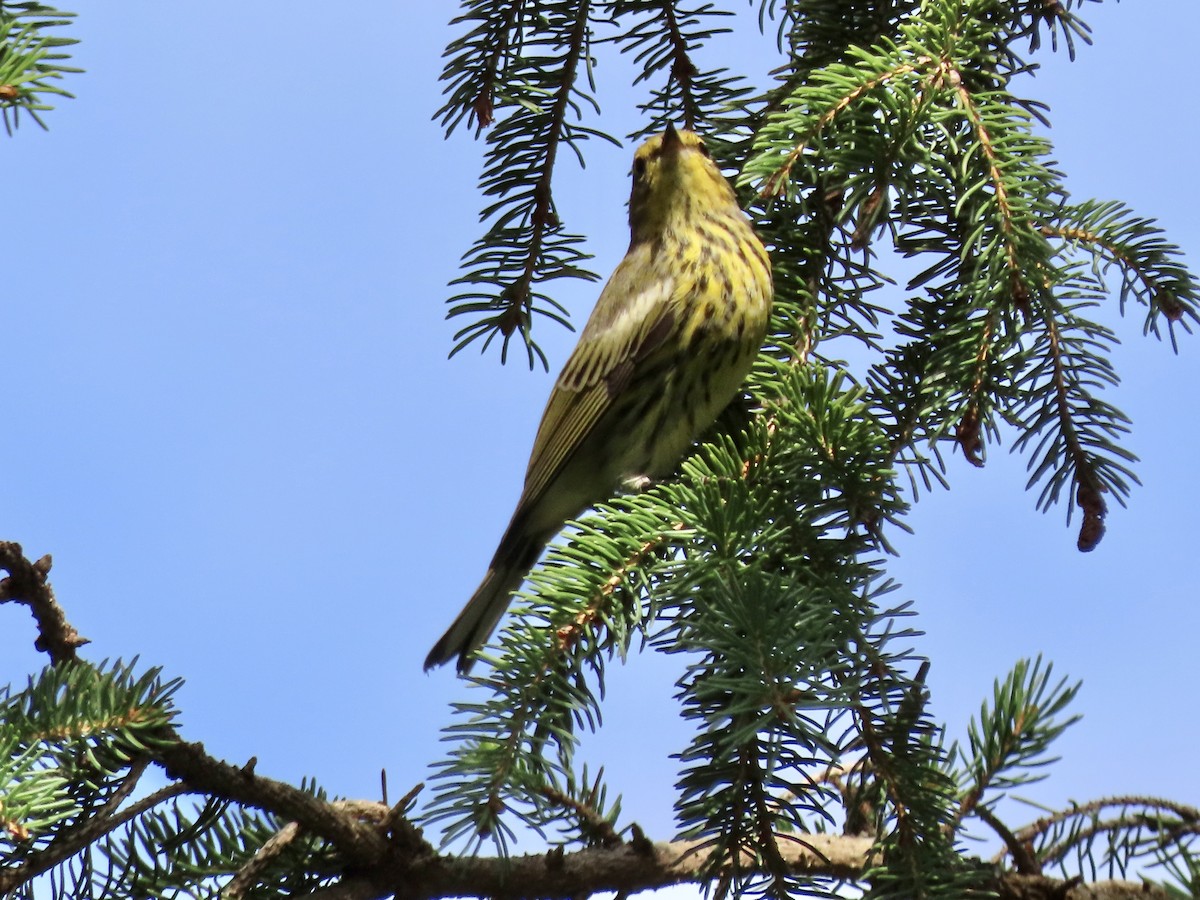 Cape May Warbler - ML604396541