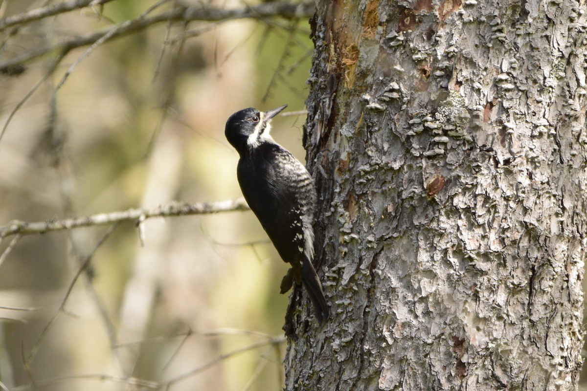 Black-backed Woodpecker - Matt Longabaugh