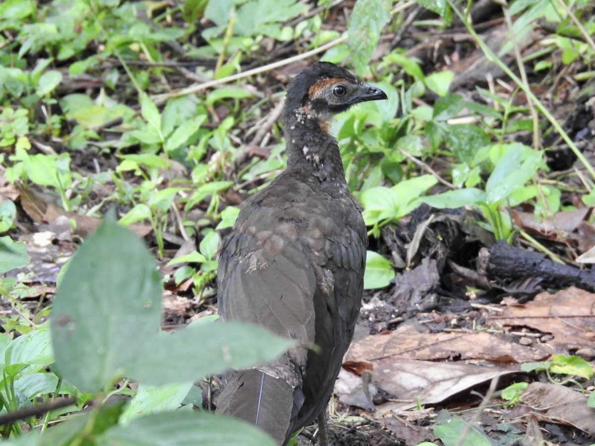 Crested Guan - ML604397511