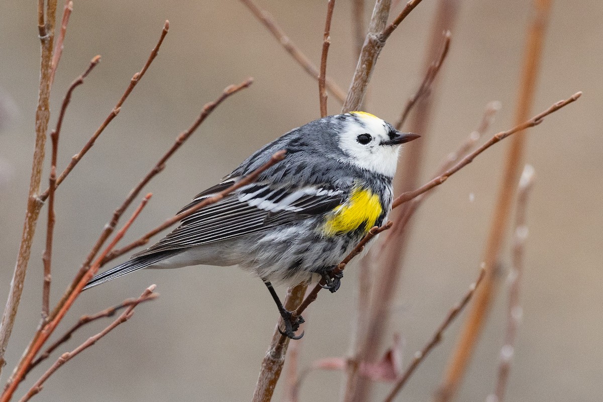 Yellow-rumped Warbler (Myrtle) - Jukka Jantunen