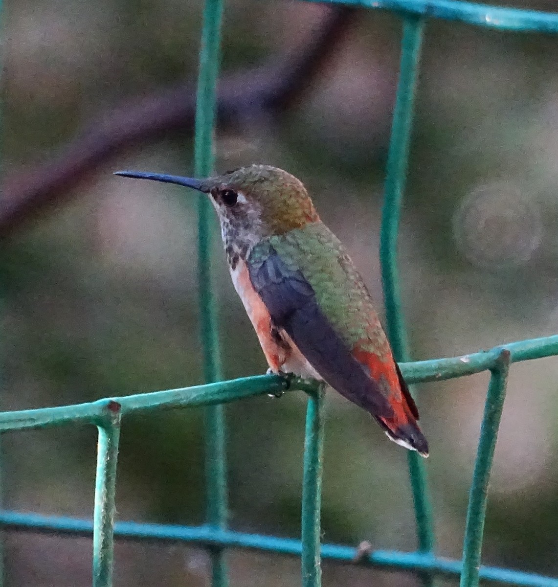Rufous Hummingbird - ML604399641