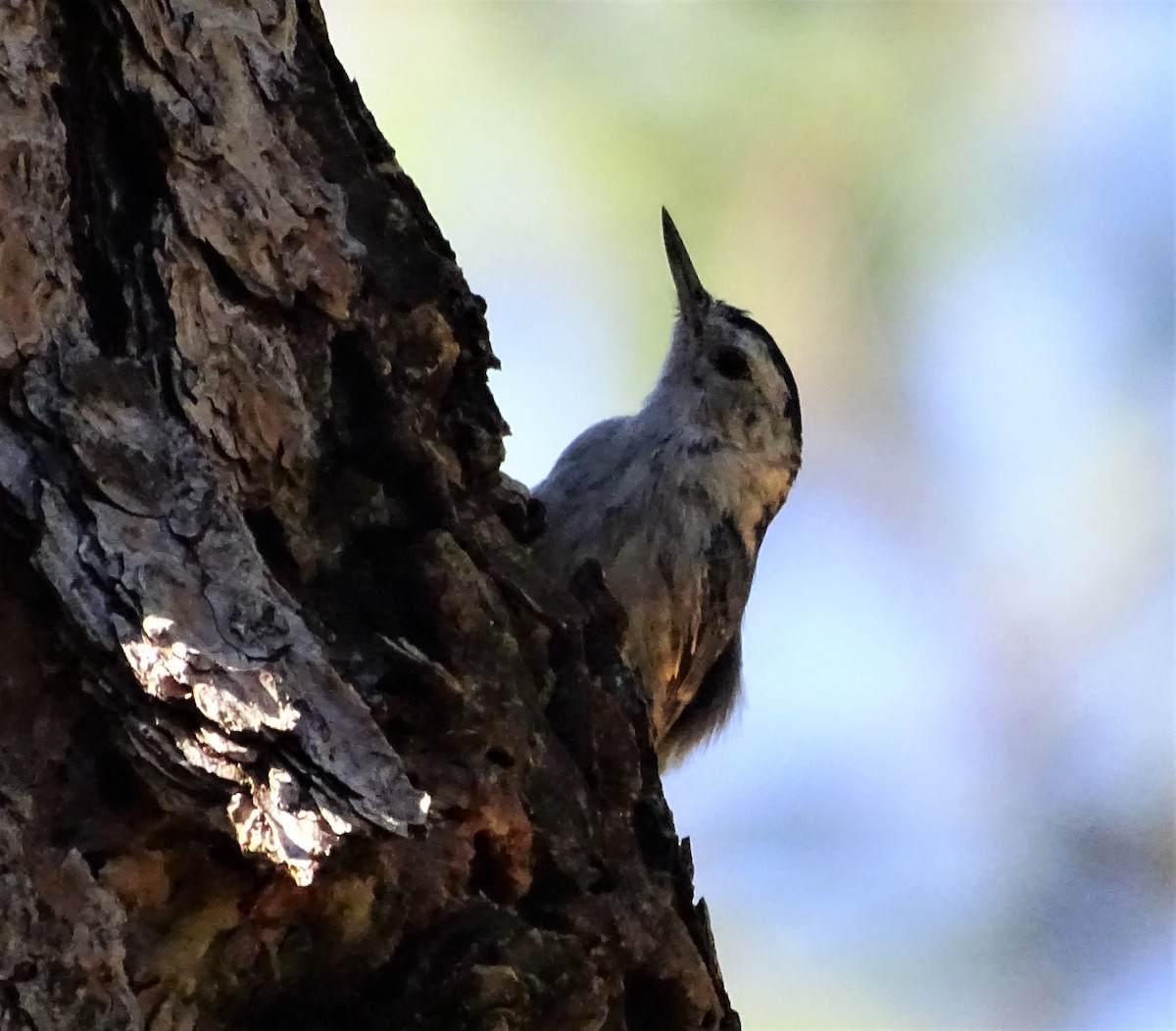 White-breasted Nuthatch (Pacific) - ML604399801