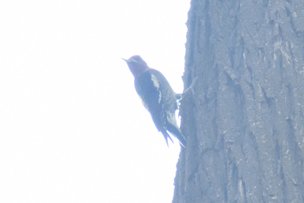 Red-breasted Sapsucker - ML604399961