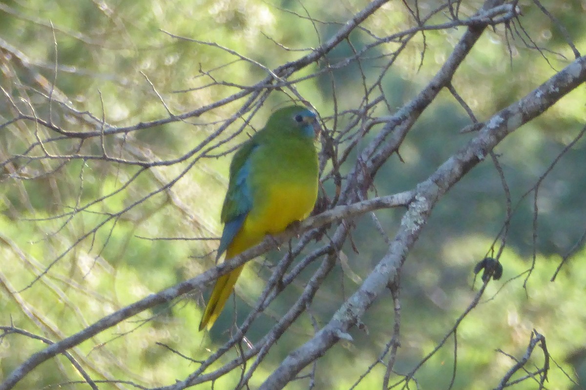 Turquoise Parrot - Christine D