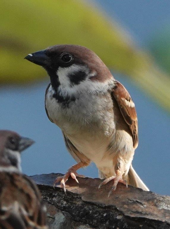 Eurasian Tree Sparrow - ML604400471