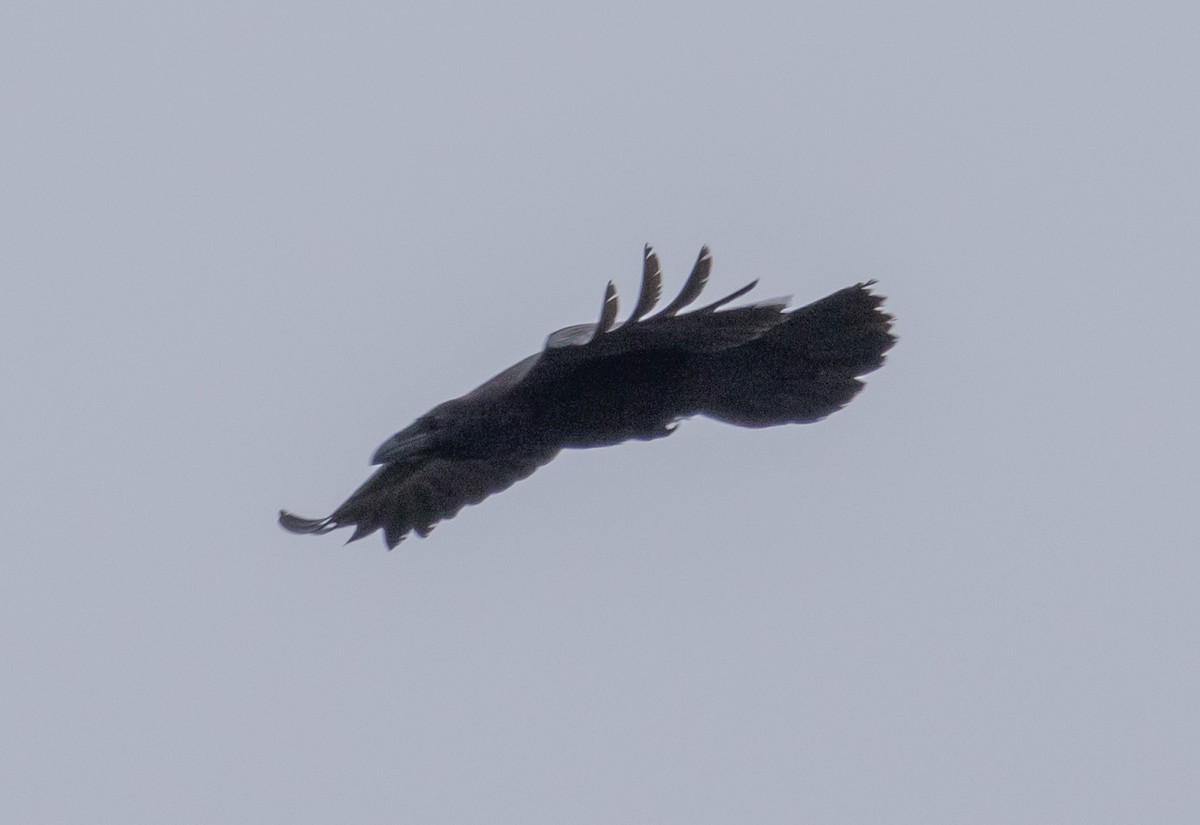 Common Raven - ML604401591