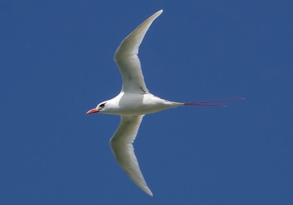 Red-tailed Tropicbird - ML604402741