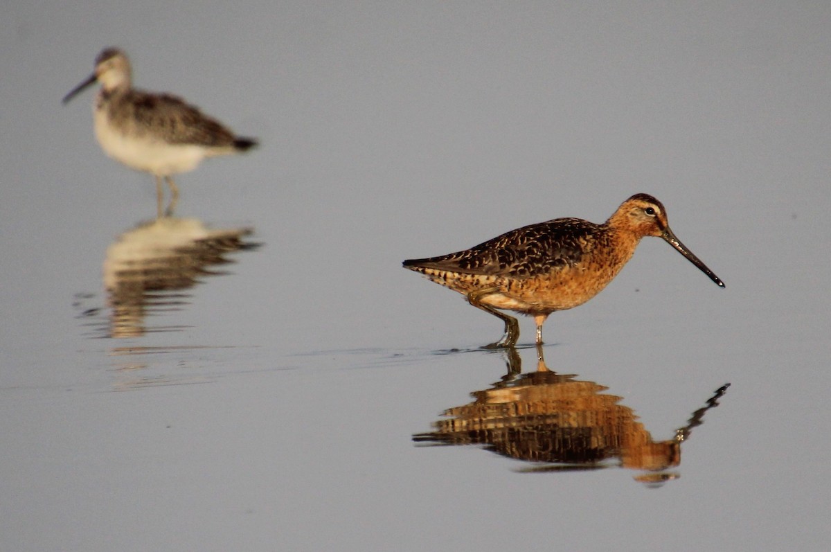 Long-billed Dowitcher - ML604403841