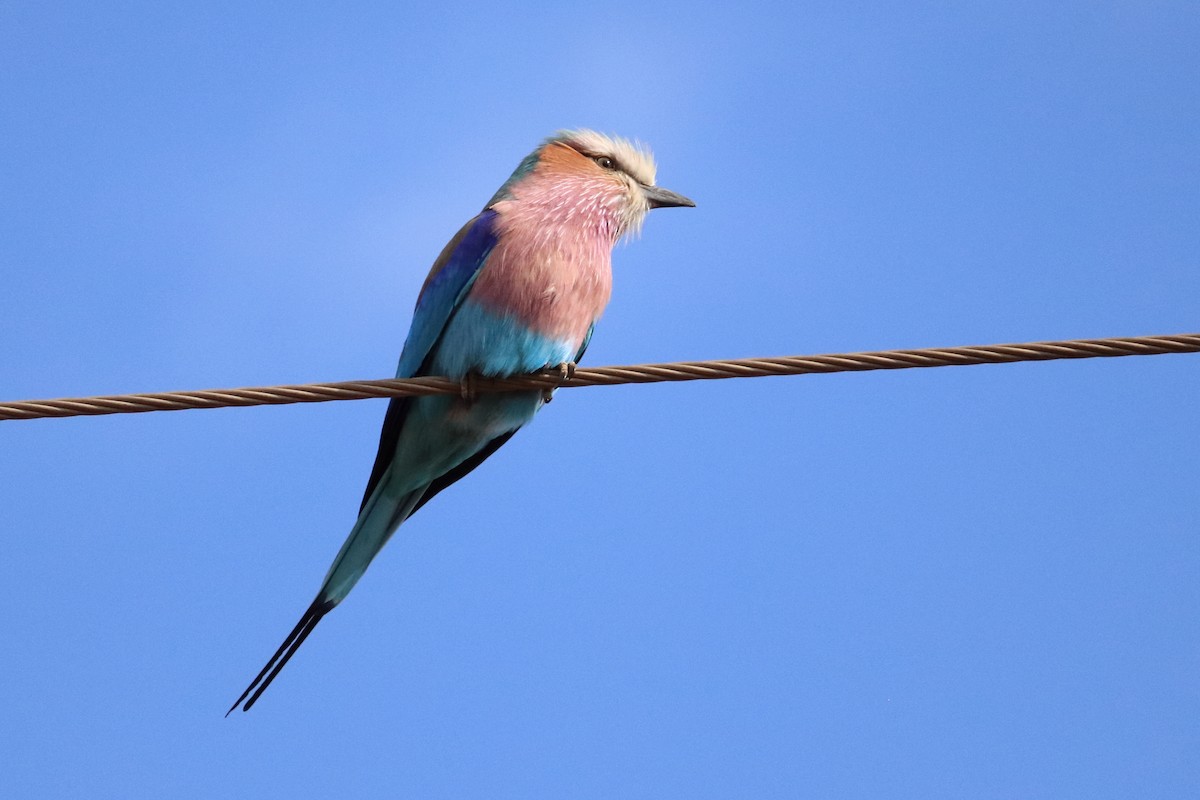 Lilac-breasted Roller (Lilac-breasted) - ML604404941