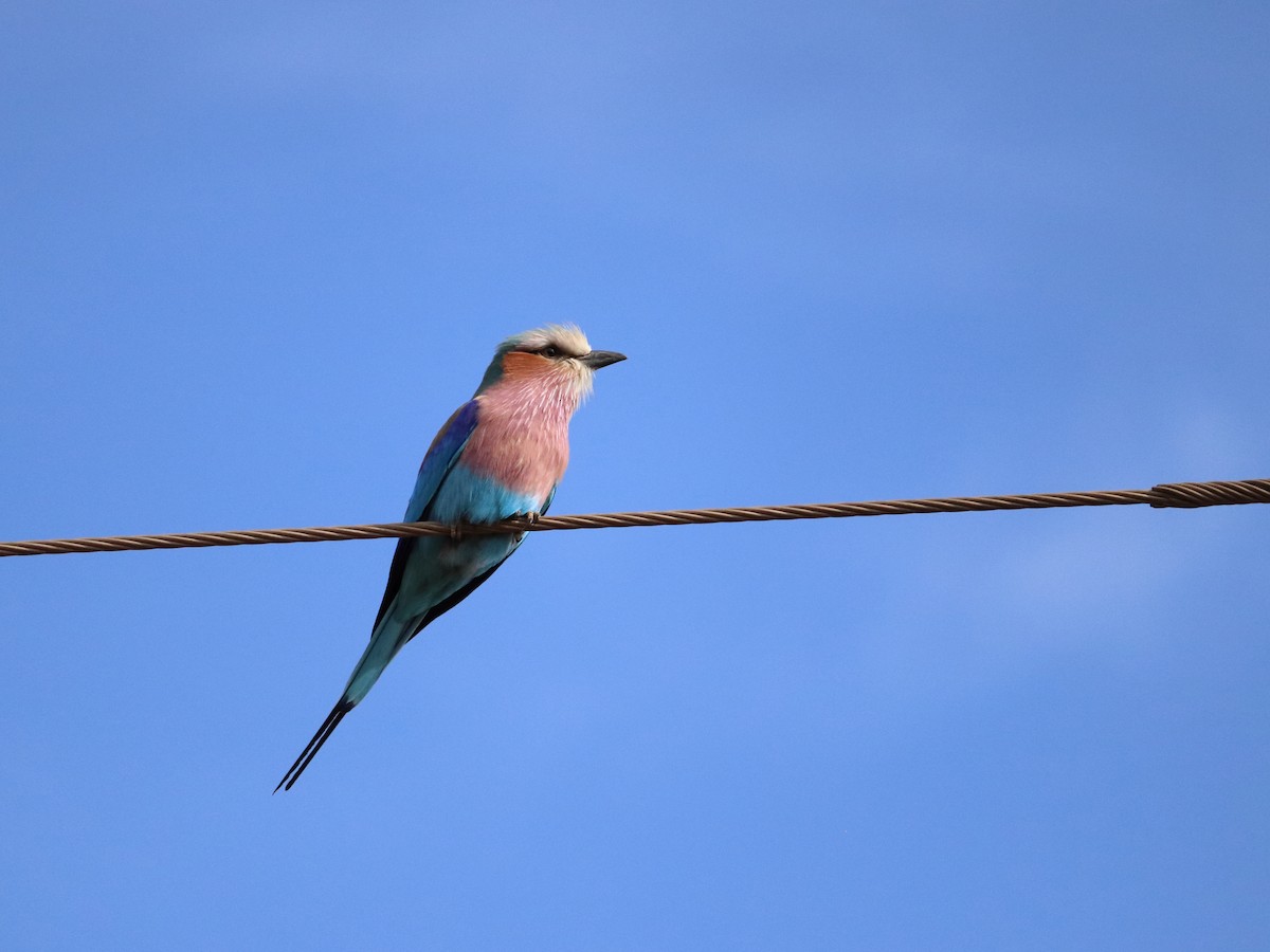 Lilac-breasted Roller (Lilac-breasted) - ML604404951