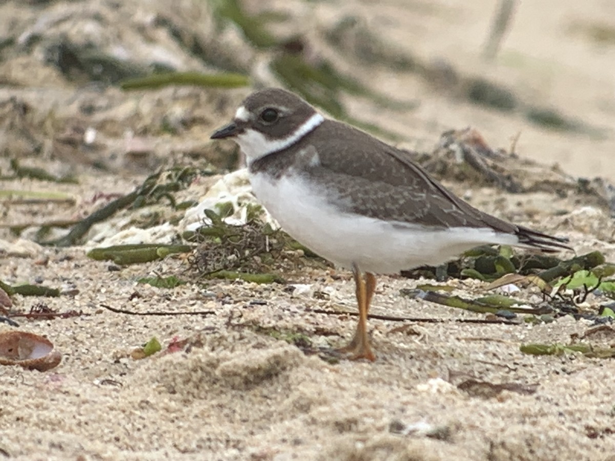 Semipalmated Plover - ML604408371