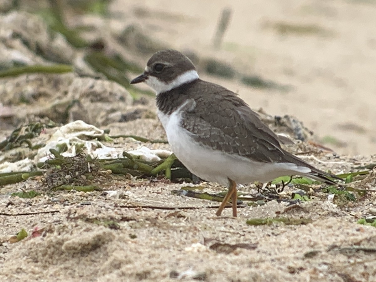 Semipalmated Plover - ML604408601