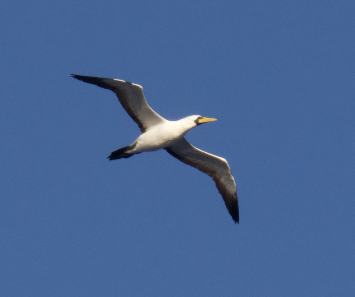 Masked Booby - ML604408711