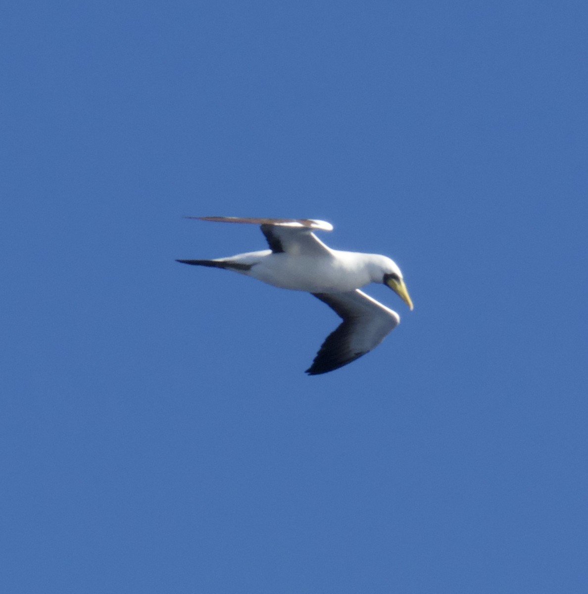 Masked Booby - ML604408901