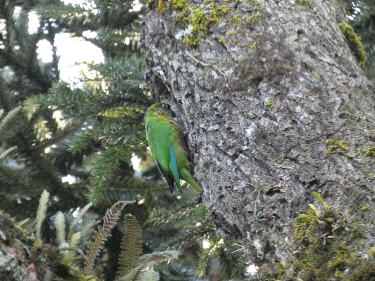 Maroon-bellied Parakeet (Green-tailed) - Nicholas Sly