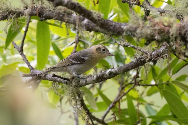 Olive Warbler